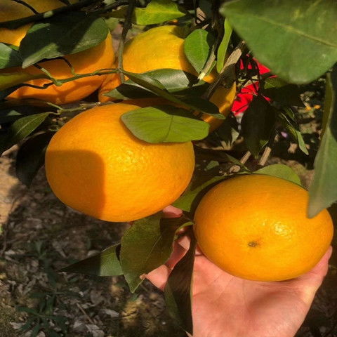 安仁特产 正宗福橙脐橙，当季鲜果原生态直发