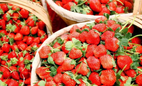 冬日凉山行 阳光下的甜蜜盛宴