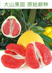 秋日味蕾的甜蜜邂逅 品鉴福建平和琯溪红心蜜柚